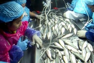 海水养殖鱼类病害防控生物制品研发与应用 项目通过阶段验收